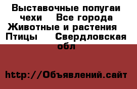 Выставочные попугаи чехи  - Все города Животные и растения » Птицы   . Свердловская обл.